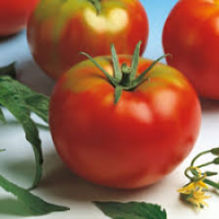 tomate optima